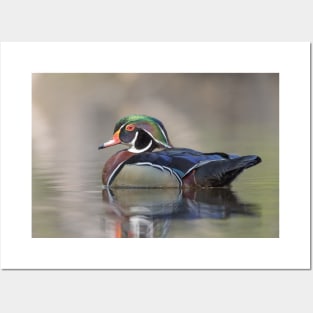 Wood duck swimming Posters and Art